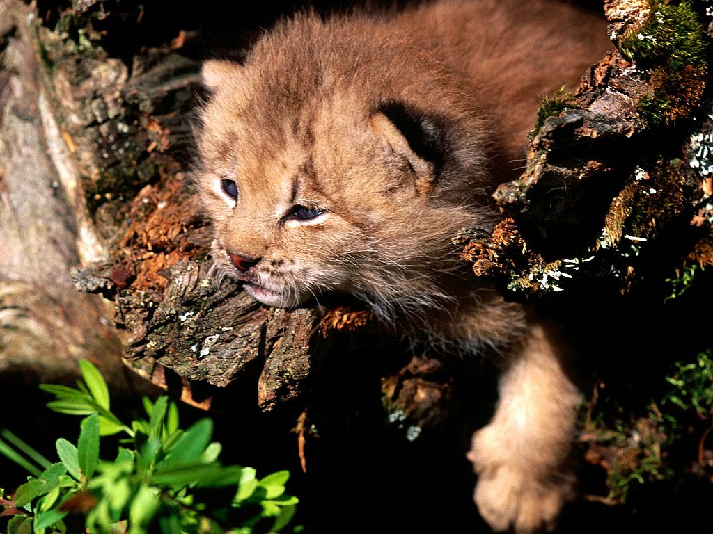 Peaking Interest, Canada Lynx
